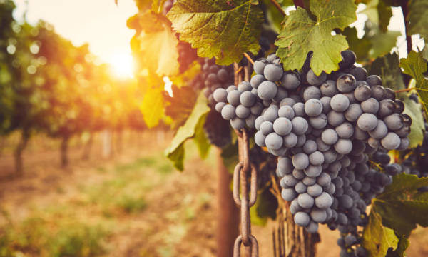 Ripe blue grapes on vine at sunset