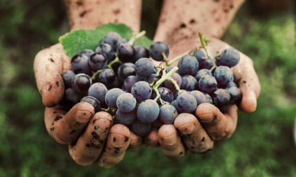 Grapes harvest. Farmers hands with freshly harvested black grapes.